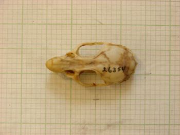 Media type: image;   Mammalogy 26354